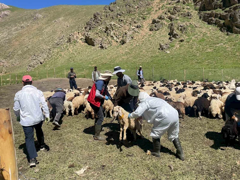 Yüksekova’da şap hastalığına karşı aşılama çalışması
