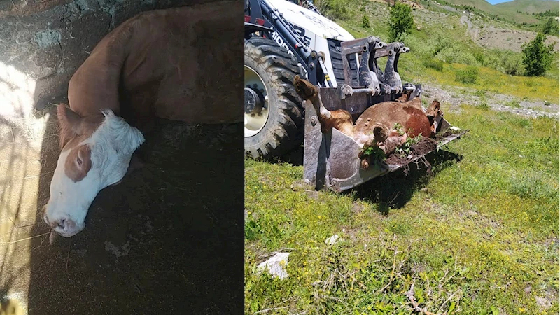 Bir annenin süt İneği için gözyaşları: 