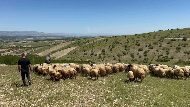 Malatya’da yetiştiriciler yayla yoluna çıktı
