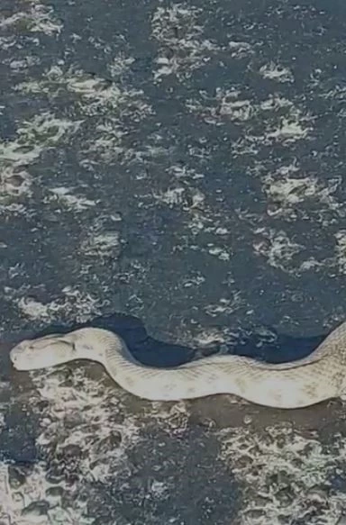 Elazığ’da karayoluna inen dev engerek korkuttu
