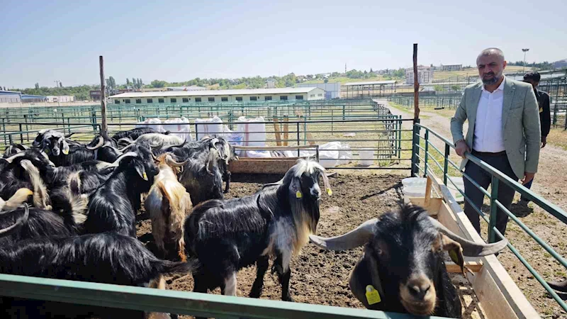 Malatya’da Kurban Pazarı hareketlendi ancak satışlar durgun

