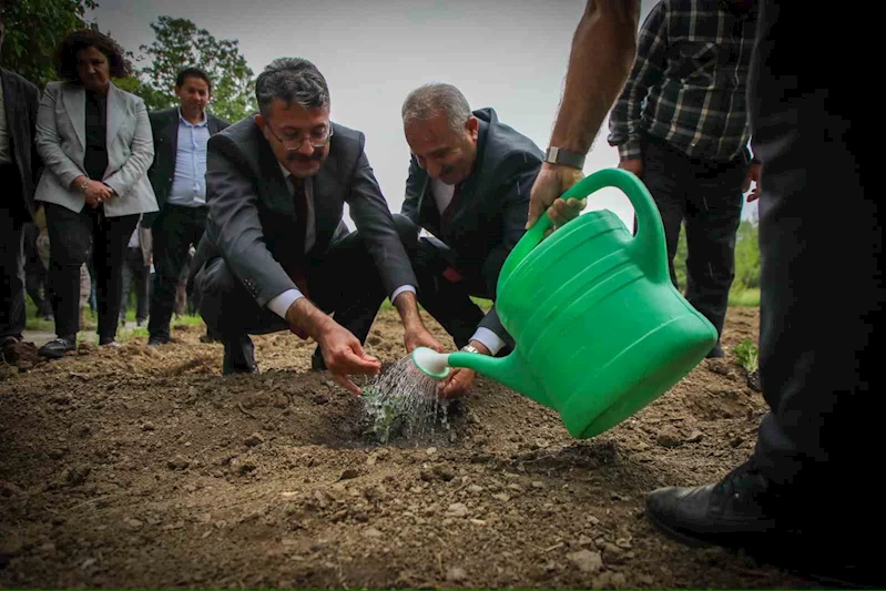 Vali Ali Çelik: 