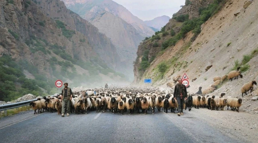 Hakkari