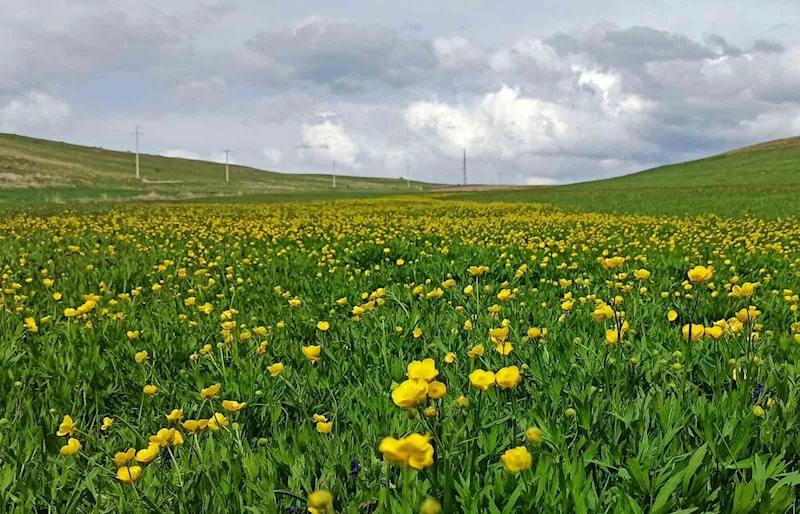 Ahlat’ta ovalar düğün çiçekleri ve mor sümbüllerle şenlendi
