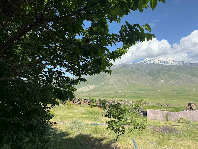 Iğdır’da çorak arazi ağaçlarla yeşeriyor

