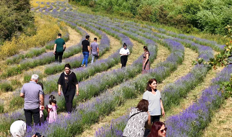 Emekli öğretmenin kurduğu lavanta bahçesi dünyanın dört bir yanından misafirlerini ağırlıyor
