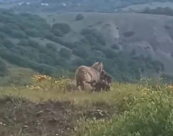 İlçe merkezine kadar inen kurt, keçiyi kaptığı gibi götürdü
