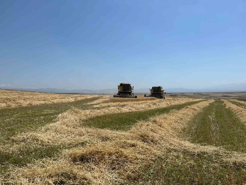 Kars’ta Ata tohumu arpa ile bereket fışkırdı: Çiftçinin yüzü güldü
