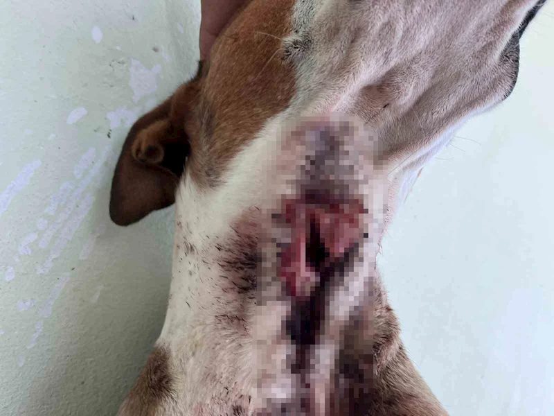 Yaban domuzları köpekleri hedef aldı
