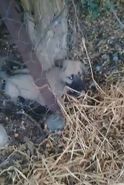 Elazığ’da kafasını tel örgülere sıkıştıran yavru köpeği vatandaşlar kurtardı
