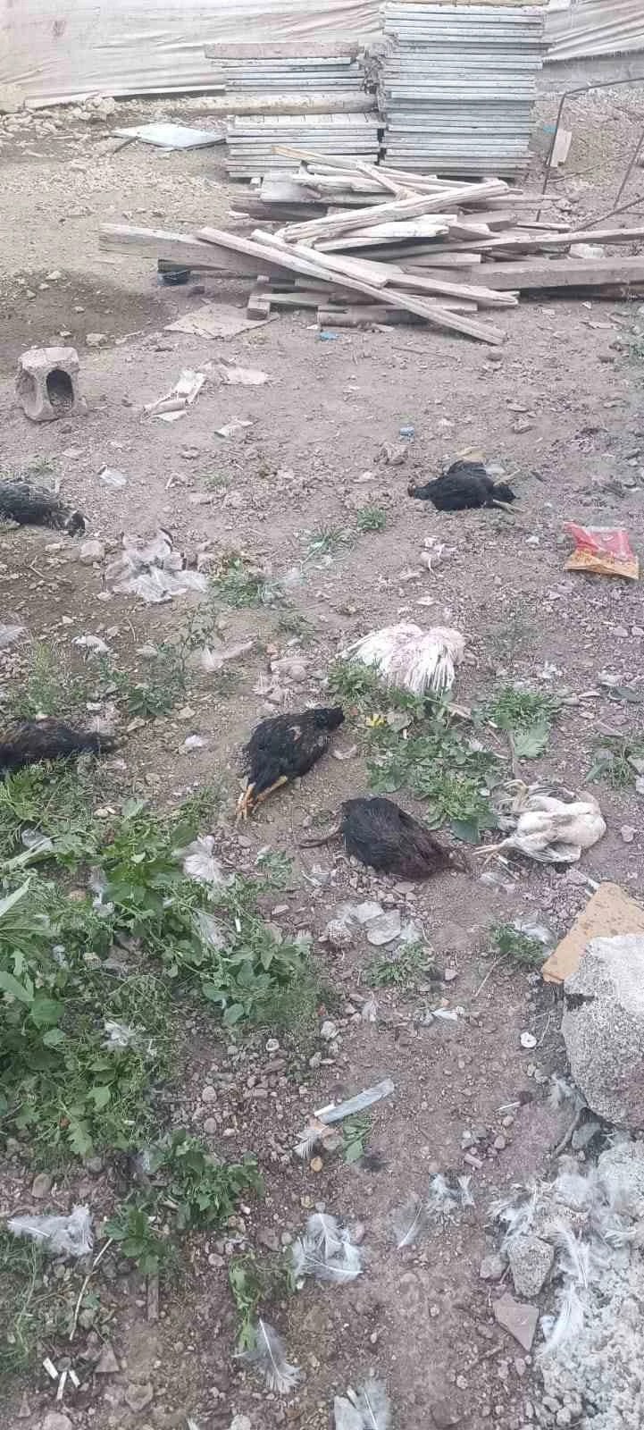 Yüksekova’da başıboş köpekler 21 hindi ve tavuğu telef etti
