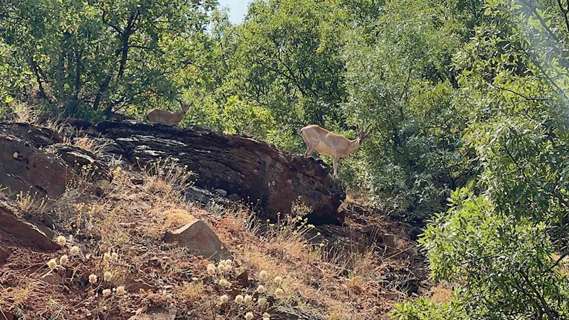 Tunceli’de dağ keçileri görüntülendi
