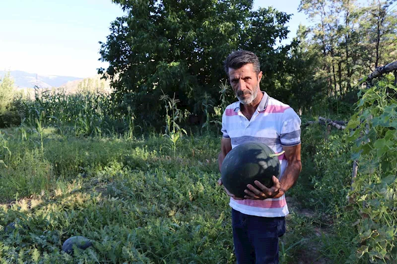 Oltu’da yerli karain karpuzu hasadı başladı
