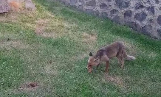 Erzurum’da kadınlar yanlarına gelen tilkiye kadayıf dolması yedirdi
