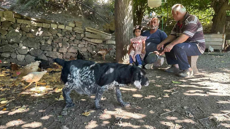 Tilkiler kümeslere dadandı, aileler gündüz nöbette

