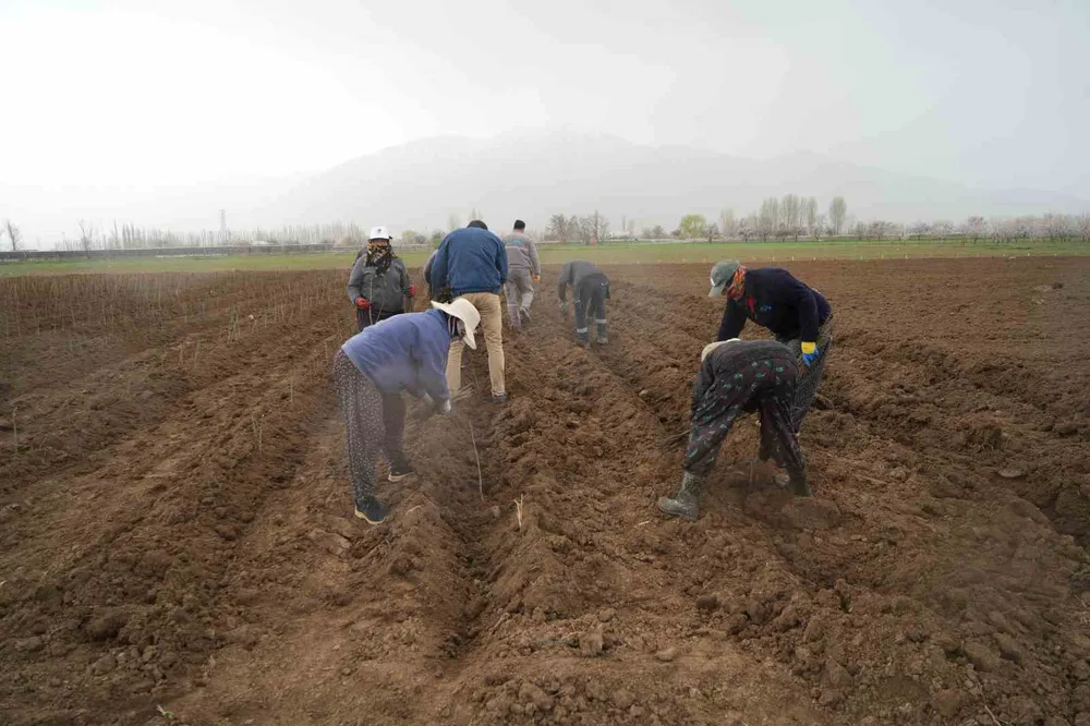 Erzincan bölgenin fidan ihtiyacını karşılıyor