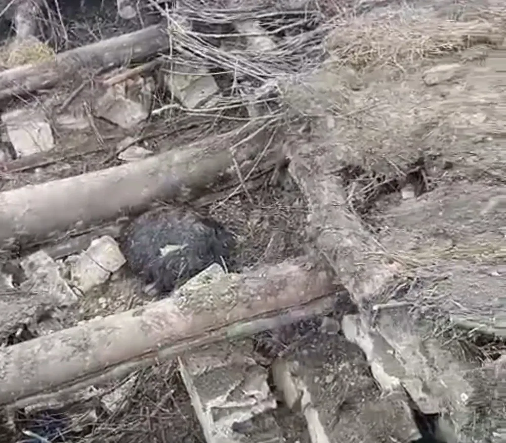 Başkale’de ahır çöktü: 20 küçükbaş hayvan göçük altında kaldı