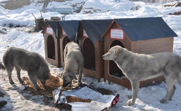 Avustralya’dan Yüksekova’ya köpek barınağı