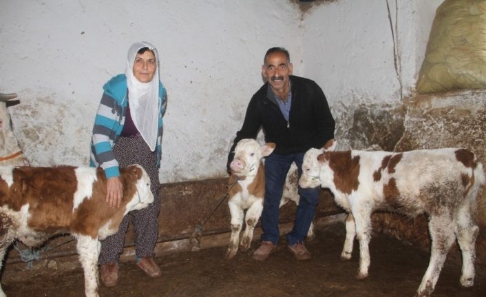 Besicinin yüzü "üçüz" buzağı ile güldü