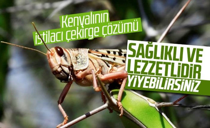 Bu Habere Dikkat.. Tarlanızı basan çekirgeleri yiyin' önerisi