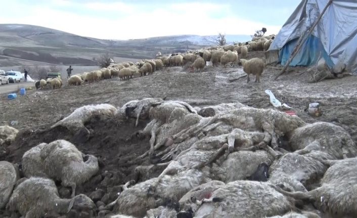 Elazığ’da çiçek hastalığı 600’den fazla koyunu telef etti