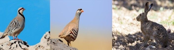 Erzincan’da tüm avlaklarda av yasağı başladı