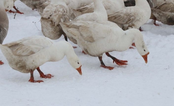 Güroymak kazı, Kars kazına rakip oldu