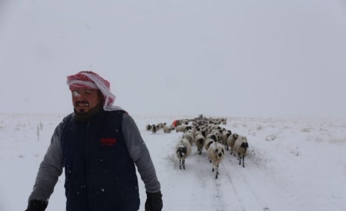 Gürpınar’da tipide mahsur kalan 2 çoban ve koyun sürüsü belediye ekipleri tarafından kurtarıldı