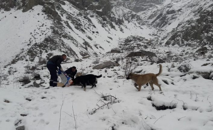 Hakkari’de can dostlara yiyecek bırakıldı