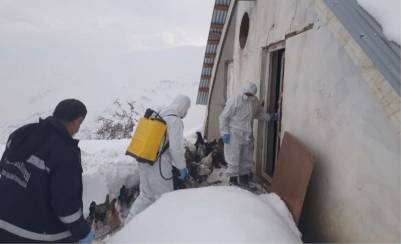 Hakkari’de tavuk çiftlikleri ilaçlandı