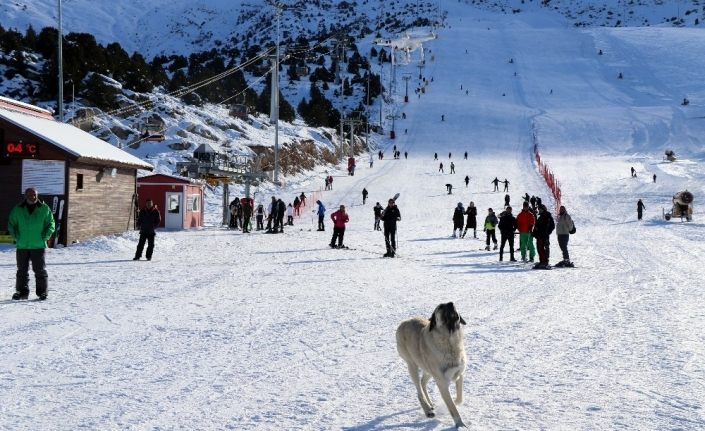 Havadaki droneyi yakalamaya çalışan köpek ilginç görüntü oluşturdu