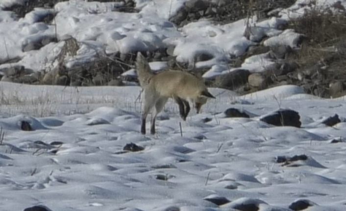 Kars’ta tilkilerin av mesaisi başladı