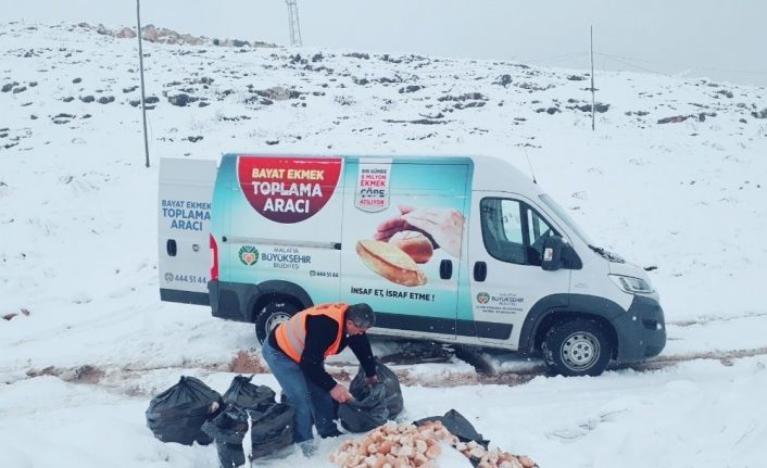 Malatya Büyükşehir Belediyesi’nden hayvanlara şefkat eli