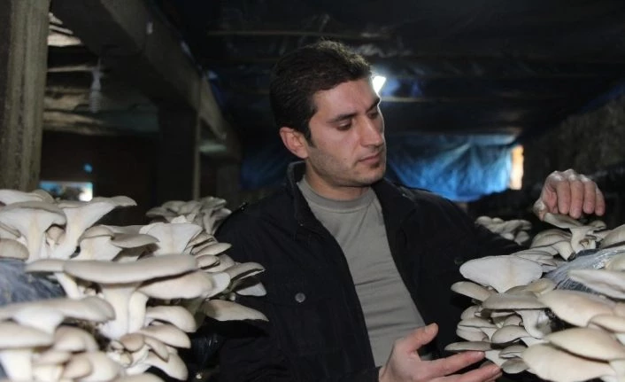 Mantar üretimine hobi olarak başladı, ayda 2 ton üretime rağmen siparişlere yetişemez oldu