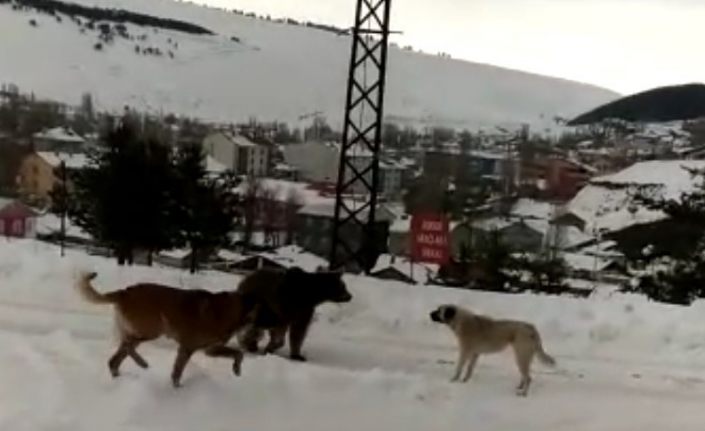 Sarıkamış’ta boz ayının köpeklerle imtihanı