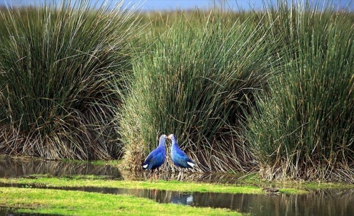 UNESCO için kuş cennetinin biyoçeşitliliği ortaya çıkarılıyor