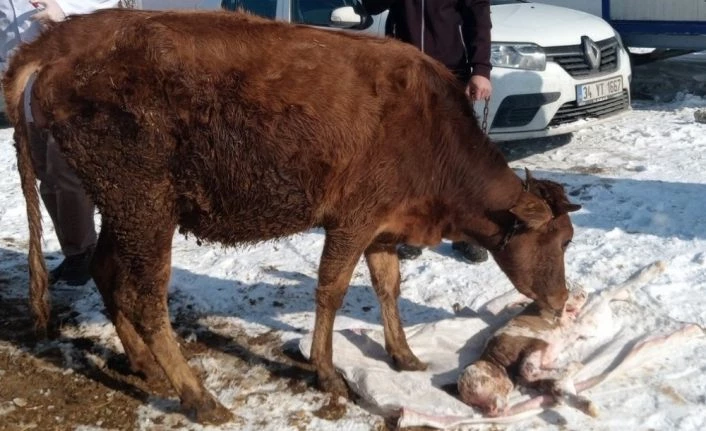 Van YYÜ Uzmanlar'ından hayvan sahiplerine önemli uyarı