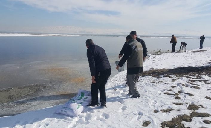 Van’da yaban hayvanlarına yem desteği