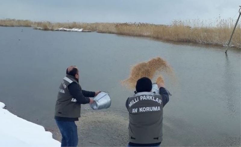 Van’da yabani hayvanlar için yem takviyesi