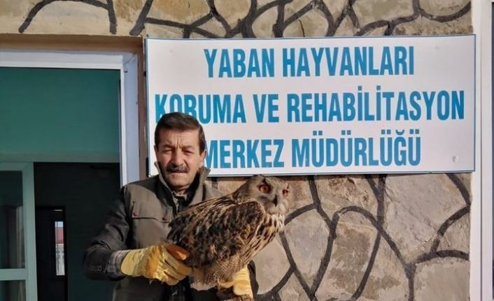 Van’da yaralı bulunan Puhu, tedavi altına alındı