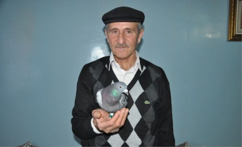 Yüksekova’da ‘Iraq Union 2017’ halkalı posta güvercini bulundu