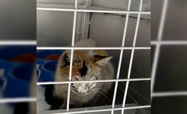 12 gün sonra enkazdan kurtarılan kedi için duygusal  paylaşım