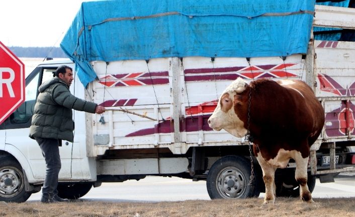 900 kiloluk kızgın boğa trafiği birbirine kattı