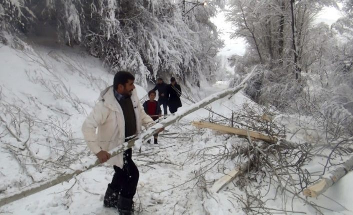 Ahlat’ta aşırı kar ağaçları devirdi, elektrik tellerini kopardı