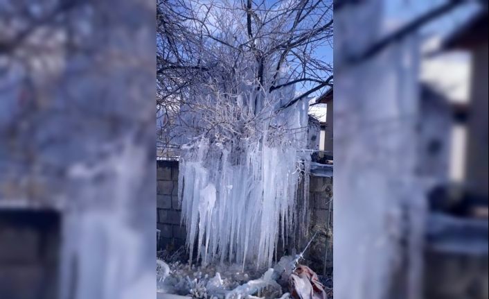 Buz tutan ağacı gören vatandaşlar şaşkınlığını gizleyemedi