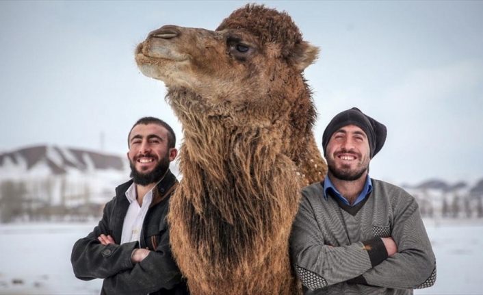 Çoban kardeşler kar üstünde şampiyon develer yetiştiriyor