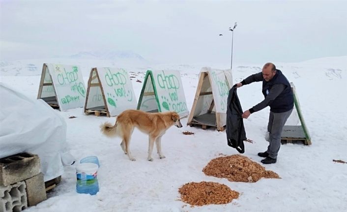 Van Edremit Belediyesi ile Ahbap Derneği’nden sokak hayvanlarına Sıcak Yuva
