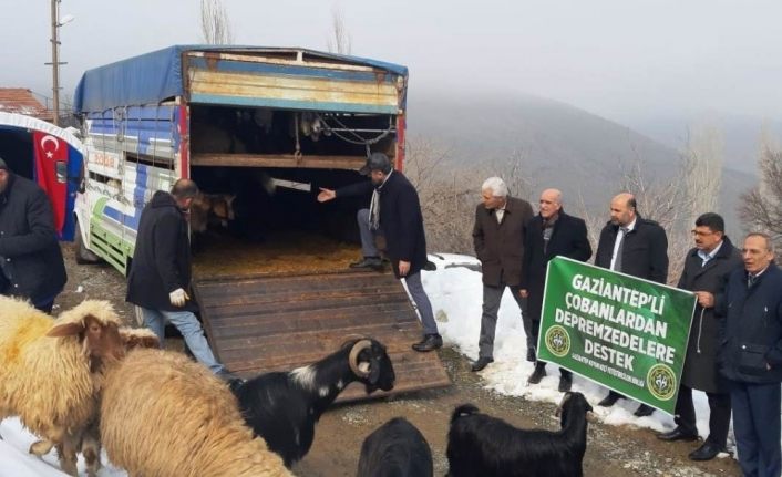 Gaziantepli çobanlardan depremzedelere anlamlı destek