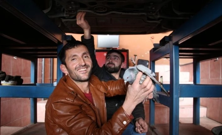 İpliğe bağlanarak Oltu Çayı’na düşen güvercinler kurtarıldı