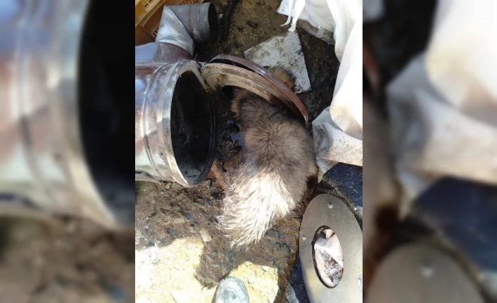 Kafası sobaya sıkışan köpek kurtarıldı